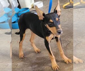 Miniature Pinscher-Unknown Mix Dogs for adoption in Carrollton, TX, USA