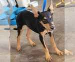 Small Miniature Pinscher Mix