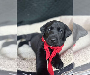Labrador Retriever Puppy for sale in KILL DEVIL HILLS, NC, USA