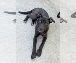 Small #7 Mutt