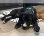Small #4 Labrador Retriever Mix
