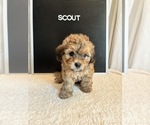 Puppy Scout Maltipoo