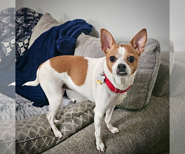 Medium Photo #1 Rat Terrier-Unknown Mix Puppy For Sale in Atlanta, GA, USA