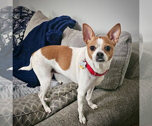 Rat Terrier-Unknown Mix Dogs for adoption in Atlanta, GA, USA