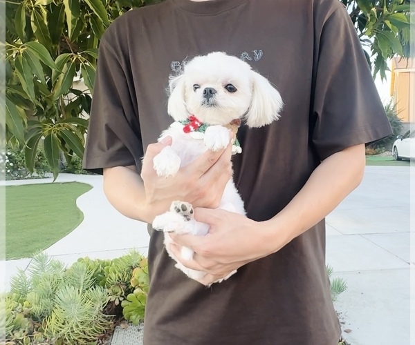 Medium Photo #1 Maltese Puppy For Sale in EASTVALE, CA, USA