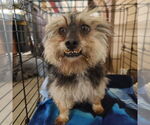 Small #1 Mutt