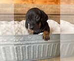 Small Photo #4 Dachshund Puppy For Sale in CONCORDIA, MO, USA