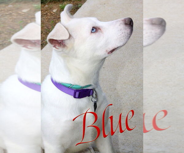 Medium Photo #3 Siberian Husky-Unknown Mix Puppy For Sale in Evansville, IN, USA