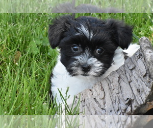 Yo-Chon Puppy for sale in ELDORADO, OH, USA