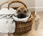 Small Photo #3 Chinese Shar-Pei Puppy For Sale in KENNEWICK, WA, USA