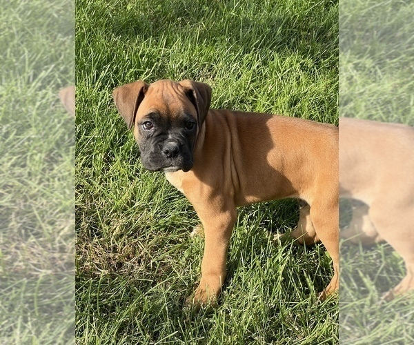 Medium Photo #2 Boxer Puppy For Sale in BEECH GROVE, IN, USA