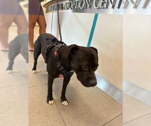 Medium American Pit Bull Terrier Mix