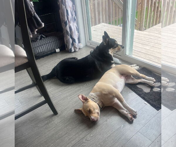 Medium Photo #29 American Pit Bull Terrier-Unknown Mix Puppy For Sale in Fargo, ND, USA