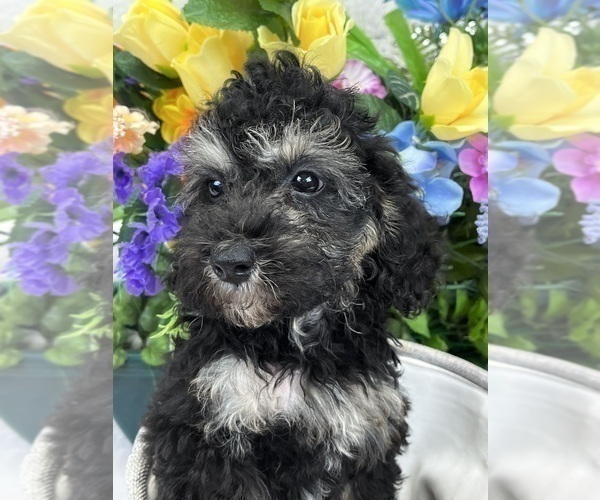 Medium Photo #7 Miniature Bernedoodle Puppy For Sale in BULLARD, TX, USA