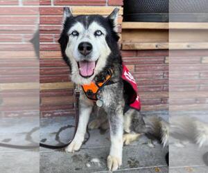 Siberian Husky Dogs for adoption in Woodland, CA, USA