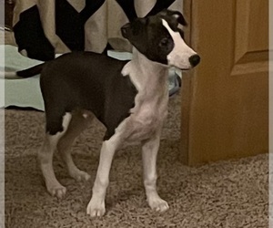 Italian Greyhound Puppy for Sale in FRANKFORT, Indiana USA