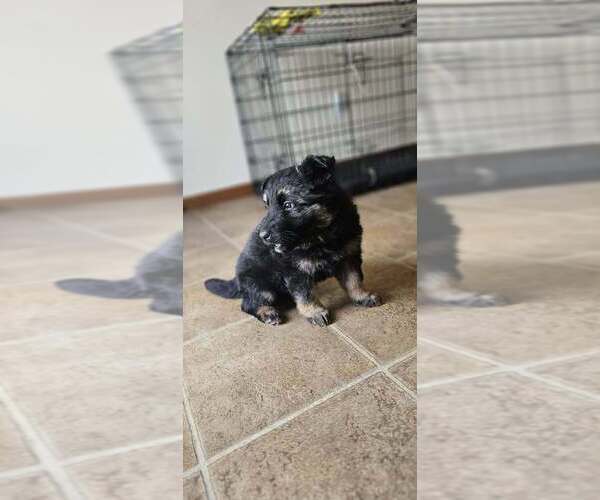 Medium Photo #3 German Shepherd Dog Puppy For Sale in JERSEYVILLE, IL, USA