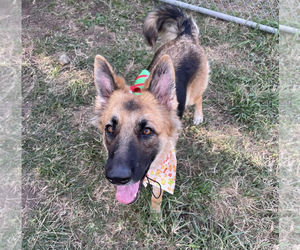 German Shepherd Dog Dogs for adoption in Kankakee, IL, USA