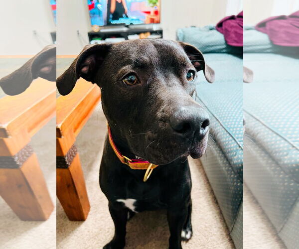 Medium Photo #7 Boxador Puppy For Sale in Holly Springs, NC, USA