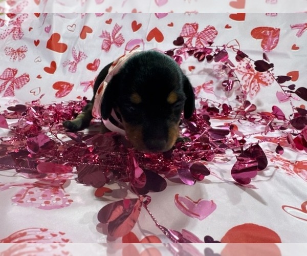 Medium Photo #7 Dachshund Puppy For Sale in BOLIVAR, MO, USA