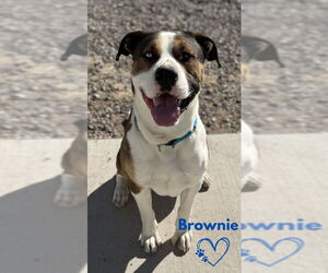 Boxer-Unknown Mix Dogs for adoption in Monte Vista, CO, USA