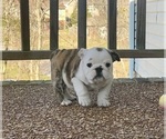 Small Photo #5 English Bulldog Puppy For Sale in COLUMBIA, TN, USA