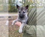 Small #12 Czech Wolfdog-German Shepherd Dog Mix
