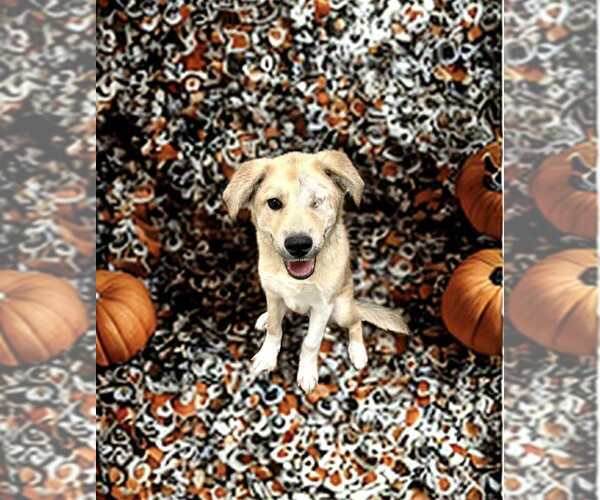 Medium Photo #9 Siberian Husky-Unknown Mix Puppy For Sale in New York, NY, USA