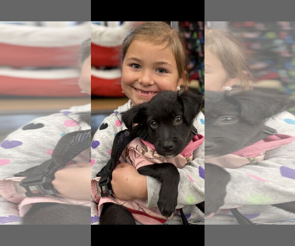 Medium Photo #4 Colonial Cocker Spaniel Puppy For Sale in NYC, NY, USA