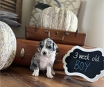 Small Photo #9 Aussiedoodle Puppy For Sale in FRANKLINTON, LA, USA