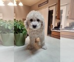 Small Goldendoodle-Poodle (Miniature) Mix