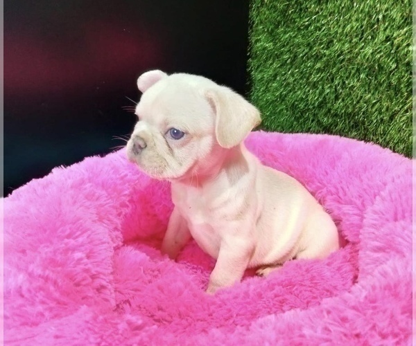 Medium Photo #17 French Bulldog Puppy For Sale in SEATTLE, WA, USA