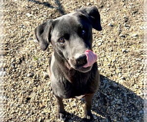 Bruno - Male Mutt Dog for Adoption - Photo #2