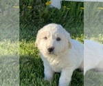 Small Photo #2 Great Pyrenees Puppy For Sale in CANOGA, NY, USA