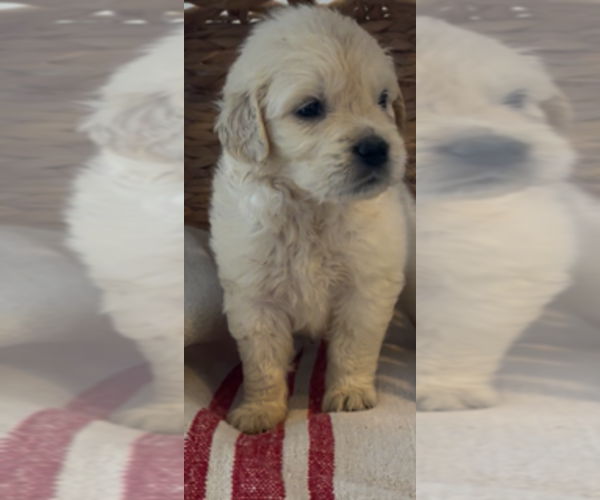 Medium Photo #10 Golden Retriever Puppy For Sale in MERCED, CA, USA
