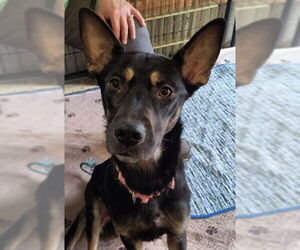 Mutt Dogs for adoption in Kansas City, MO, USA