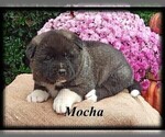 Small Photo #3 Akita Puppy For Sale in MOUNT SIDNEY, VA, USA