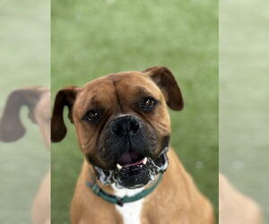 Boxer Dogs for adoption in Upland, CA, USA