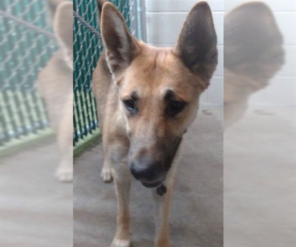 Medium Photo #1 German Shepherd Dog Puppy For Sale in Downey, CA, USA