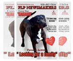 Small #2 American Staffordshire Terrier