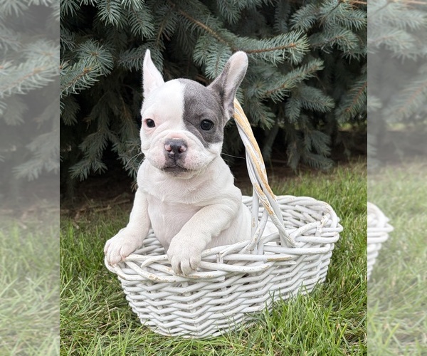Medium Photo #5 French Bulldog Puppy For Sale in MIDDLEBURY, IN, USA