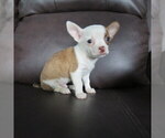 Small #1 Chihuahua