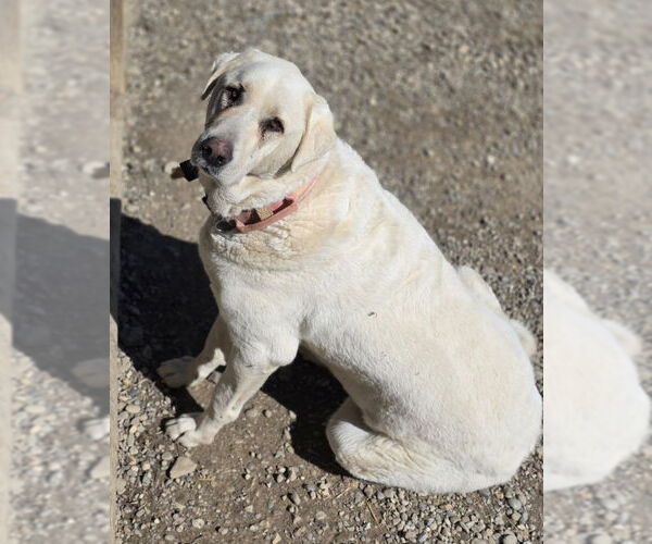 Medium Photo #1 - Mix Puppy For Sale in Woodsfield, OH, USA