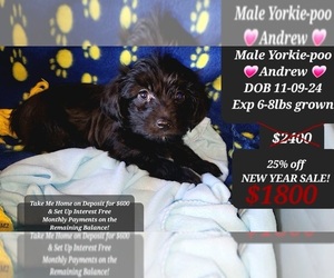 YorkiePoo Puppy for sale in TUCSON, AZ, USA