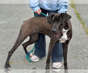 Great Dane-Unknown Mix Dogs for adoption in Low Moor, VA, USA