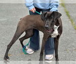 Small Great Dane Mix