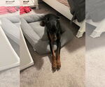 Small #3 Doberman Pinscher