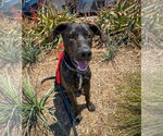 Small #7 Labrador Retriever Mix