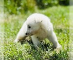 Small #5 German Shepherd Dog