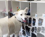 Small #3 Huskies  Mix